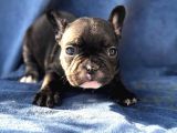 French Bulldog Bebeklerim