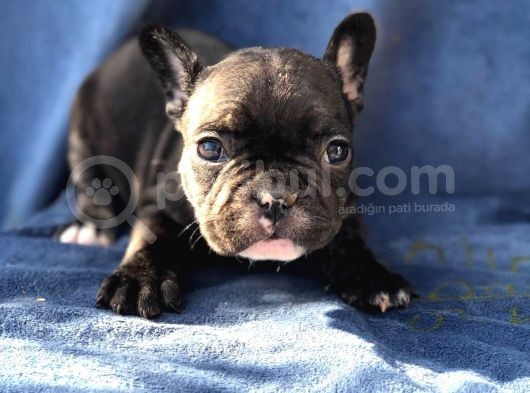 French Bulldog Bebeklerim