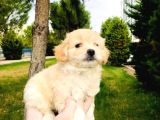 Malti̇po Ci̇nsi̇