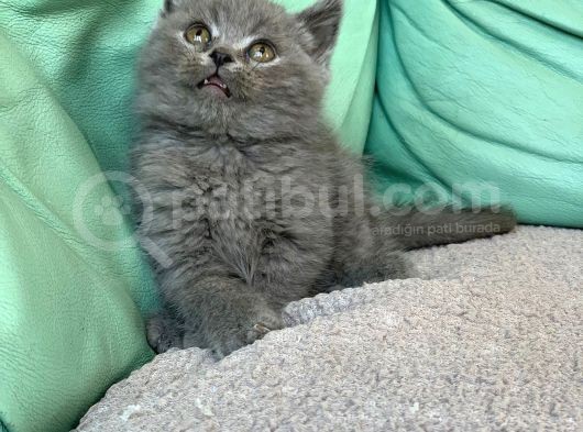 Bebek Yüzlü Orji̇nal Bri̇ti̇sh Shorthai̇r Di̇şi̇ Ve Erkek Yavrular görsel