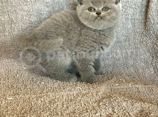 Bebek Yüzlü Orji̇nal Bri̇ti̇sh Shorthai̇r Di̇şi̇ Ve Erkek Yavrular görsel
