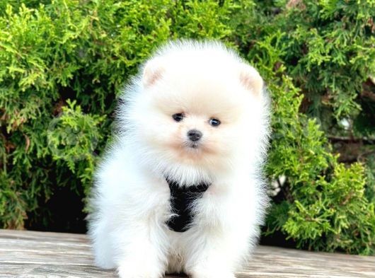 Pomerani̇an Boo Bebekler