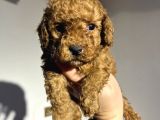 Red Toyy Poodle Bebeklerimiz