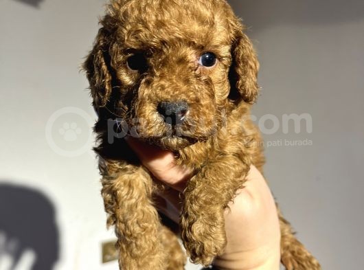 Red Toyy Poodle Bebeklerimiz görsel