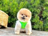 Orange Renk Orjinal Pomeranian Yavrular
