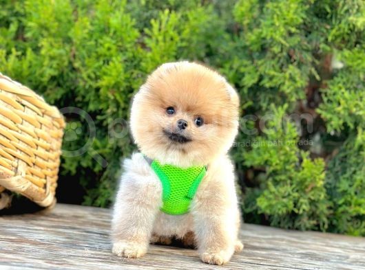 Orange Renk Orjinal Pomeranian Yavrular