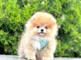 Pomerani̇an Boo Bebekler