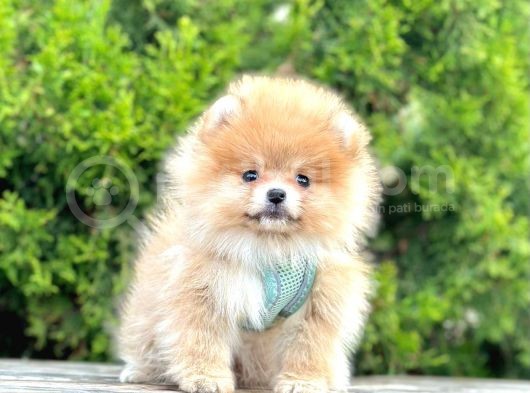 Pomerani̇an Boo Bebekler görsel