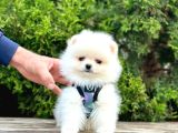 Beyaz Pomeranian Mini Boy Yavrular