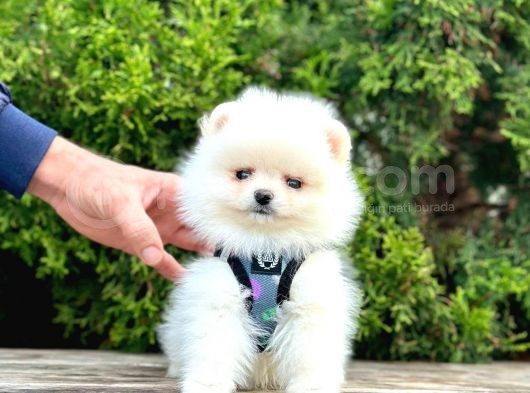 Beyaz Pomeranian Mini Boy Yavrular görsel