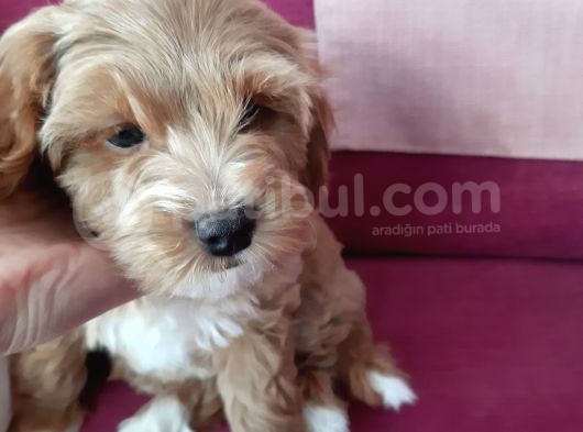 2 Aylık Maltipoo Cinsi Dişi Yavru Köpek görsel