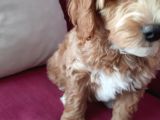 2 Aylık Maltipoo Cinsi Dişi Yavru Köpek