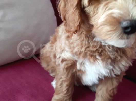 2 Aylık Maltipoo Cinsi Dişi Yavru Köpek görsel