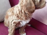 2 Aylık Maltipoo Cinsi Dişi Yavru Köpek