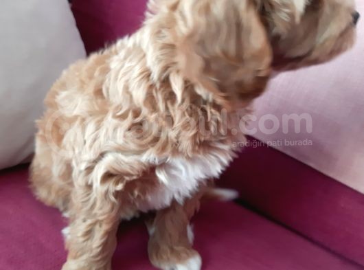 2 Aylık Maltipoo Cinsi Dişi Yavru Köpek görsel