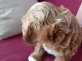 2 Aylık Maltipoo Cinsi Dişi Yavru Köpek