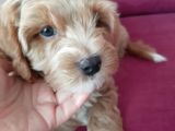 2 Aylık Maltipoo Cinsi Dişi Yavru Köpek