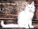 Ds25 White & Odd Eyes Mainecoon Pedgireed