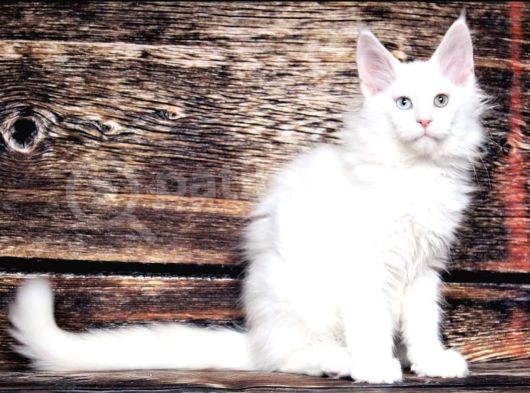 Ds25 White & Odd Eyes Mainecoon Pedgireed görsel