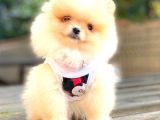Di̇şi̇ Pomerani̇an Boo Teacup