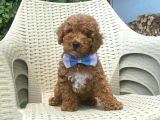 Orjinal Toy Poodle