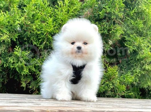 Pomerani̇an Boo Bebekler görsel