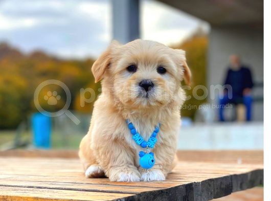Malti̇po Di̇şi̇ Erkek Teacup Bebekler görsel