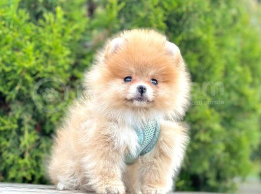 Pomerani̇an Boo Bebekleri̇mi̇z görsel