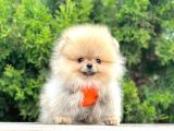 Pomerani̇an Boo Bebekleri̇mi̇z