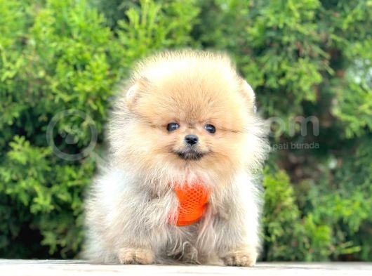 Pomerani̇an Boo Bebekleri̇mi̇z görsel