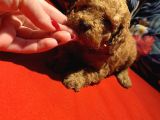 Red Toyy Poodle Bebeklerimiz