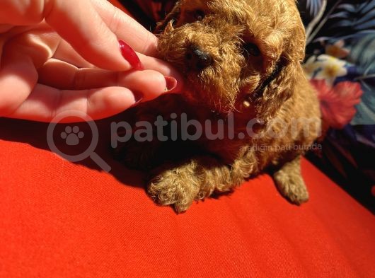 Red Toyy Poodle Bebeklerimiz görsel