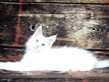 Ds25 White & Odd Eyes Mainecoon Pedgireed