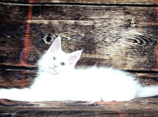 Ds25 White & Odd Eyes Mainecoon Pedgireed görsel