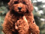 Redbrown Toy Poodle