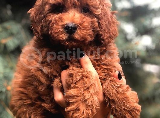 Redbrown Toy Poodle görsel