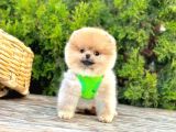Orange Renk Orjinal Pomeranian Yavrular