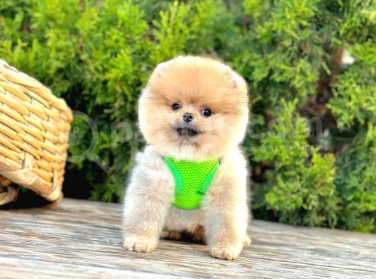 Orange Renk Orjinal Pomeranian Yavrular görsel