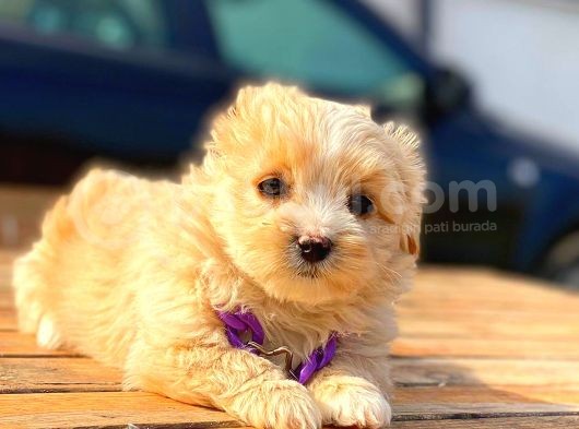 Malti̇po Di̇şi̇ Erkek Teacup Bebekler görsel