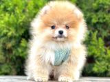 Pomerani̇an Boo Bebekleri̇mi̇z