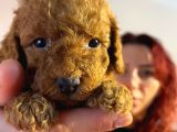 Red Toyy Poodle Bebeklerimiz