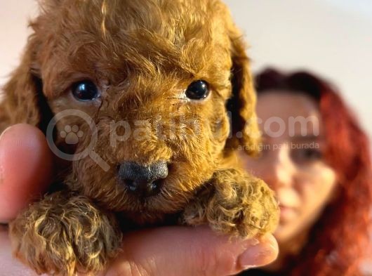 Red Toyy Poodle Bebeklerimiz görsel
