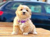 Malti̇po Di̇şi̇ Erkek Teacup Bebekler
