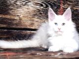 Ds25 White & Odd Eyes Mainecoon Pedgireed