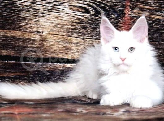 Ds25 White & Odd Eyes Mainecoon Pedgireed görsel