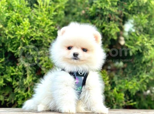 Beyaz Pomeranian Mini Boy Yavrular görsel