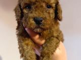 Red Toyy Poodle Bebeklerimiz