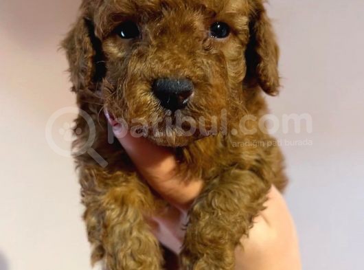 Red Toyy Poodle Bebeklerimiz görsel