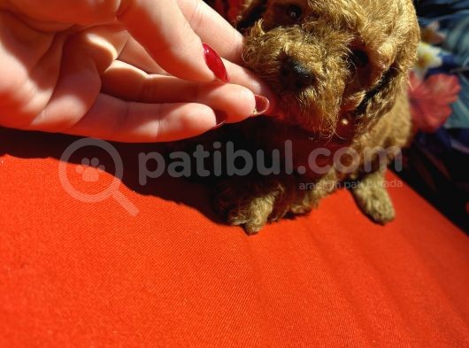 Red Toyy Poodle Bebeklerimiz görsel