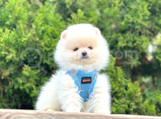 Gülen Surat Boo Pomeranian Yavrular görsel